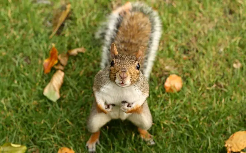 What Happens When You Feed Squirrels in Your Backyard? (Solved)