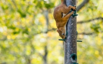 Squirrel eating bird feeder - Family Guide Central