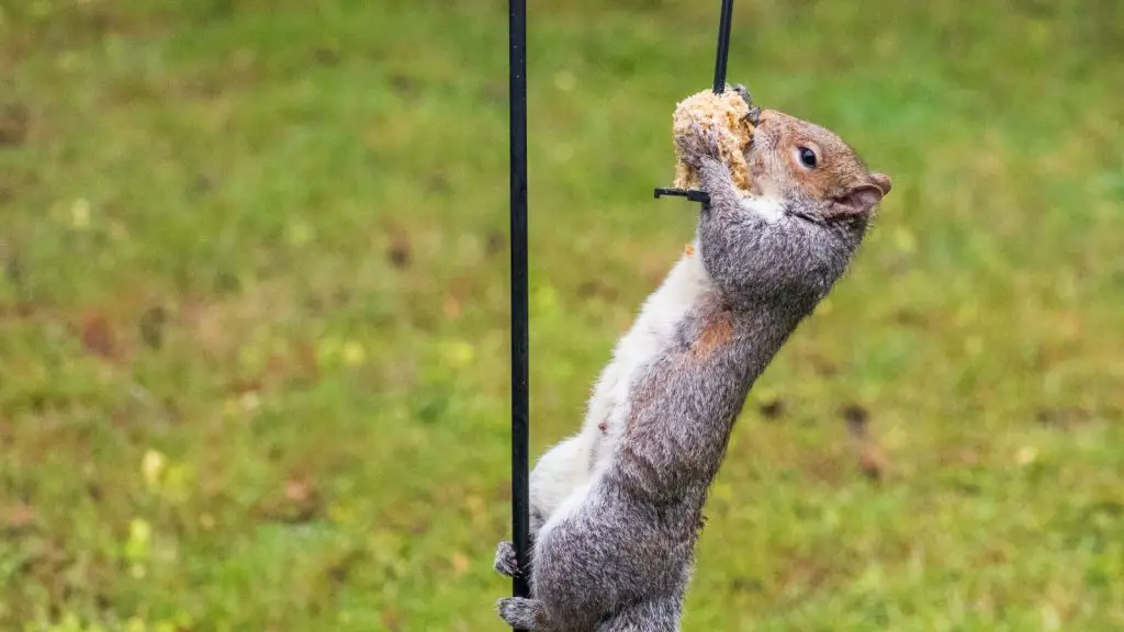 Feeding Squirrels in Your Backyard? Here’s What Happens