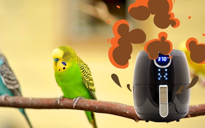 Air fryers are harmful to birds - Family Guide Central