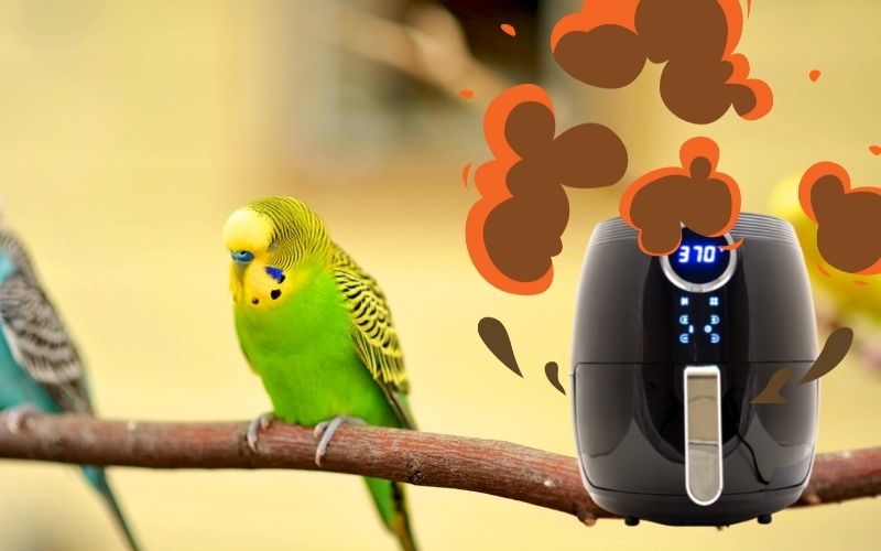 Do Air Fryers Kill Birds Or Not? What The Science Says