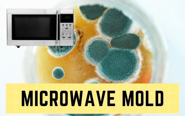 Can Mold Grow in Microwaves? (Risk and Prevention Guide!)