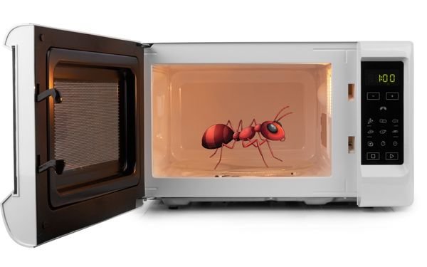 Microwaving an ant - FamilyGuideCentral.com