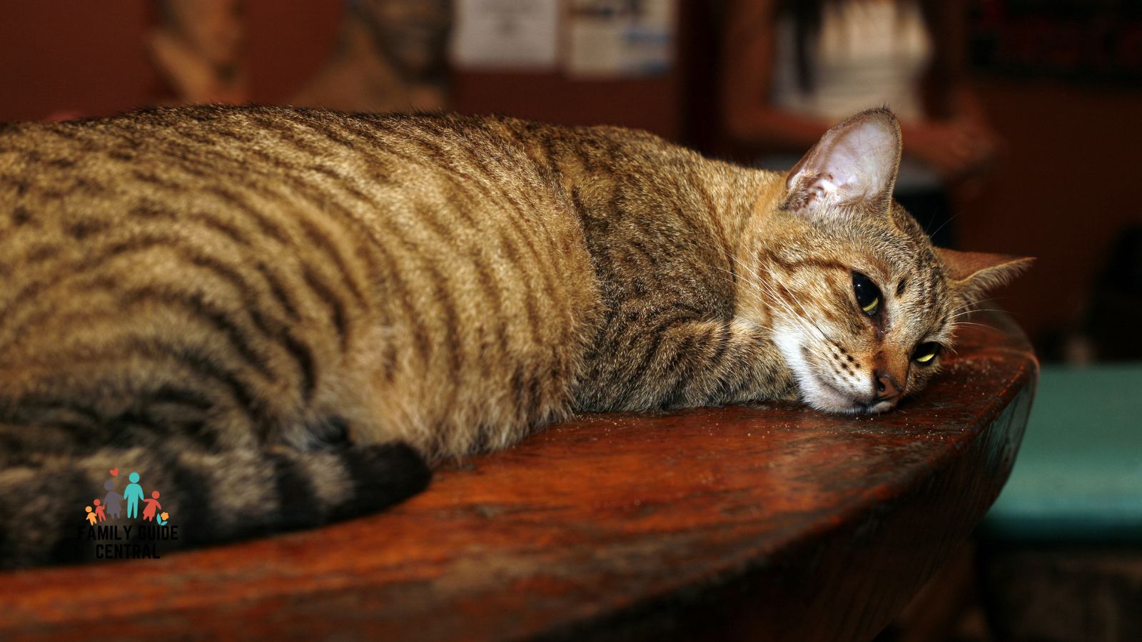 Cat laying down on a dining table - familyguidecentral.com